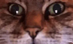:chat_zoom_gif2: