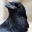 Photo de profil de Corvus
