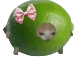:chat_citronnette: