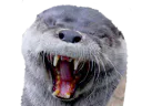 :loutre_ptdr: