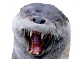 :loutre_ptdr: