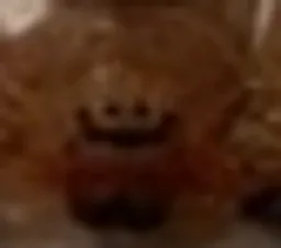 :Alaide: