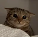:chat_betise: