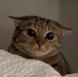 :chat_betise: