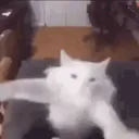 :chatgroovy: