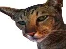 :Chatracaille: