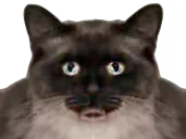 :catn: