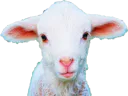 :agneau: