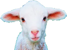 :agneau: