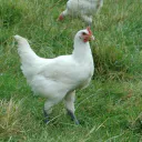 poulet