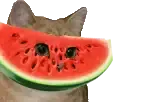 :Chat_pasteque: