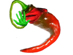 :wonkipiment: