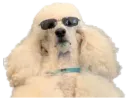 :caniche_polnareff: