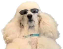 :caniche_polnareff: