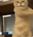 :Chat_non_contour: