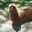 Photo de profil de Lamasticot