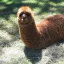 Photo de profil de Lamasticot