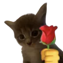 :fleurchat:
