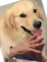 :Labrador1: