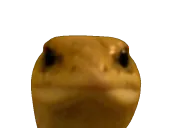 :Lezard2: