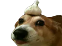 :chien_ail: