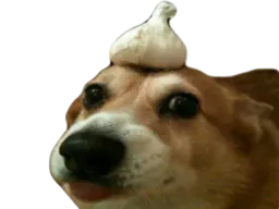 :chien_ail: