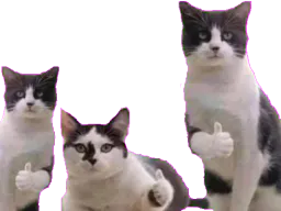 :chapprouve_: