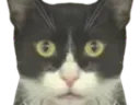 :chat_choque6: