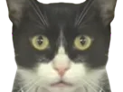 :chat_choque6: