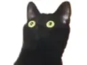 :chat_choque: