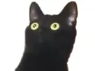 :chat_choque: