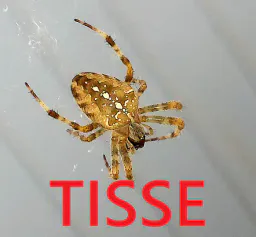 :tisse: