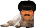 :risichat_: