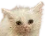 :chat_zinzolax: