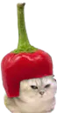 :Chatbrushingpiment: