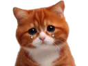 :Chat_triste: