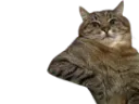 :chat_pause: