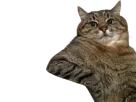 :chat_pause: