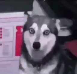 :dogchokbar: