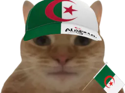 :ChatDZ: