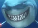 :requin_gang_nemo: