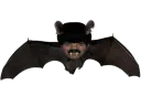 :chauve_souris: