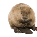 Castor
