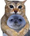 :duo: