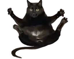 :cat_drop: