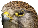 :oiseau_rapace: