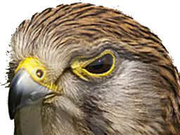 :oiseau_rapace: