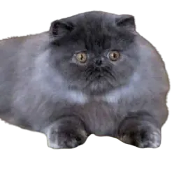 :GalibriChoque: