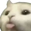 :chasoif: