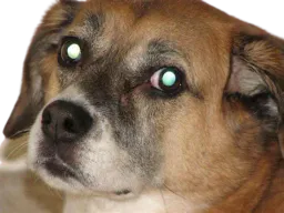 :chien_yeux: